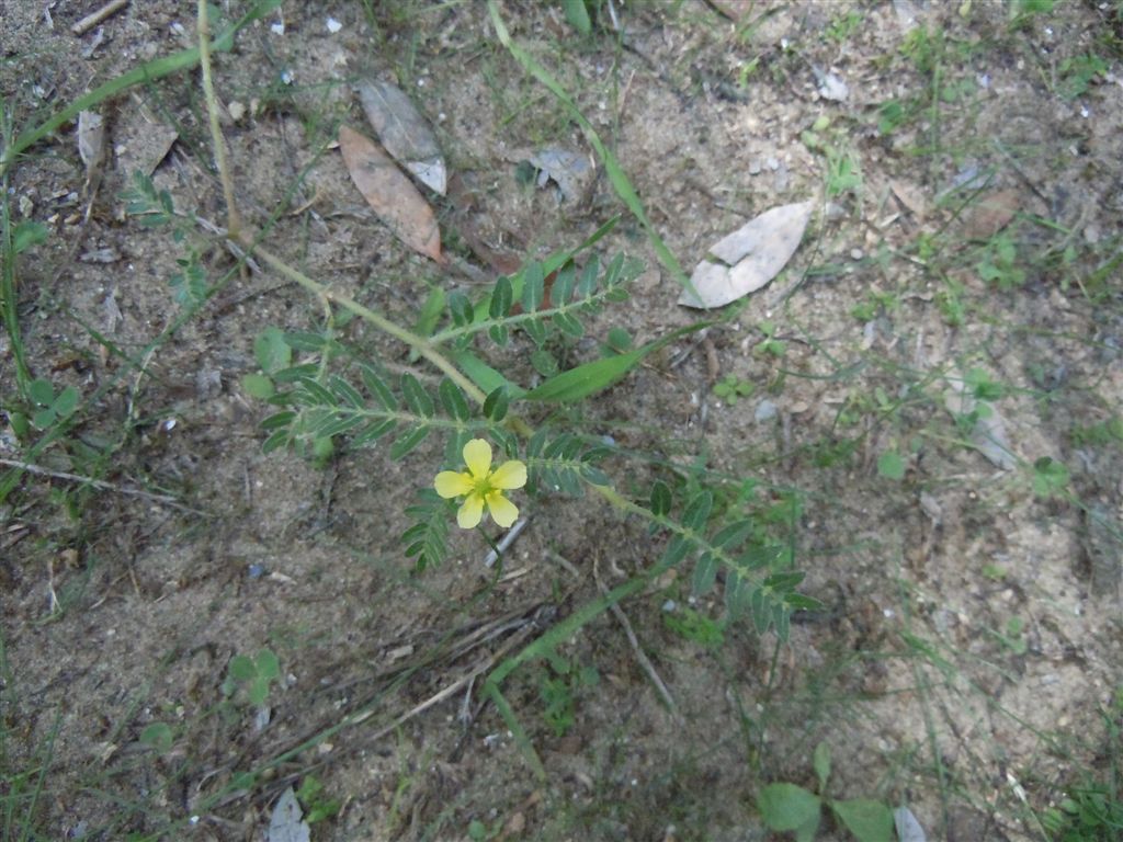 Tribulus terrestris / Tribolo